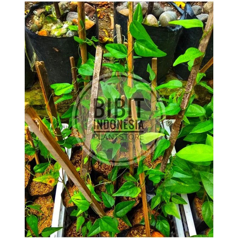 Bibit Cincau Rambat Cincau Jelly Hijau