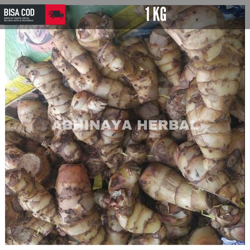 Umbi ganyong segar - Umbi ganyong fresh 1 kg