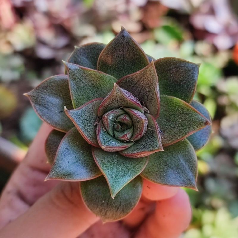 Echeveria purpusorum sukulen batik