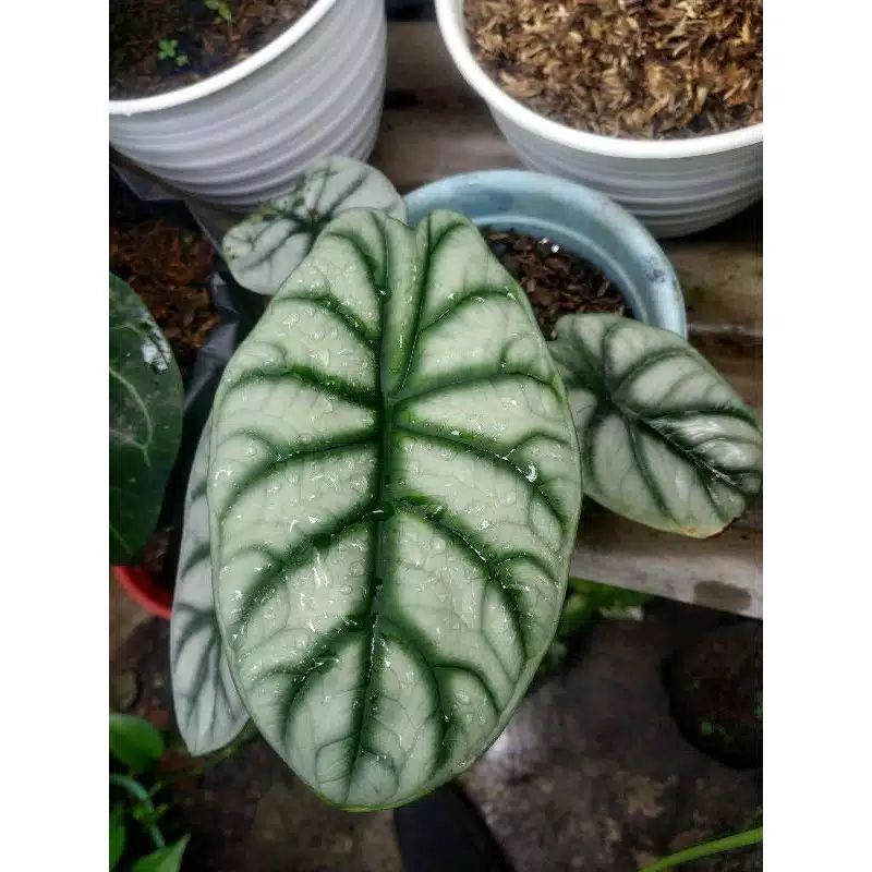 Tanaman Hias Alocasia Dragon Silver Bonggolan / bonggol/umbi alocasia silver dragon
