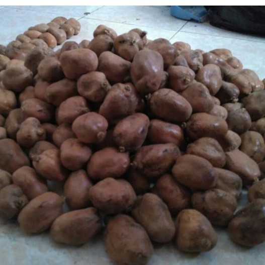 

Buah Zuriat Curah 500 gr