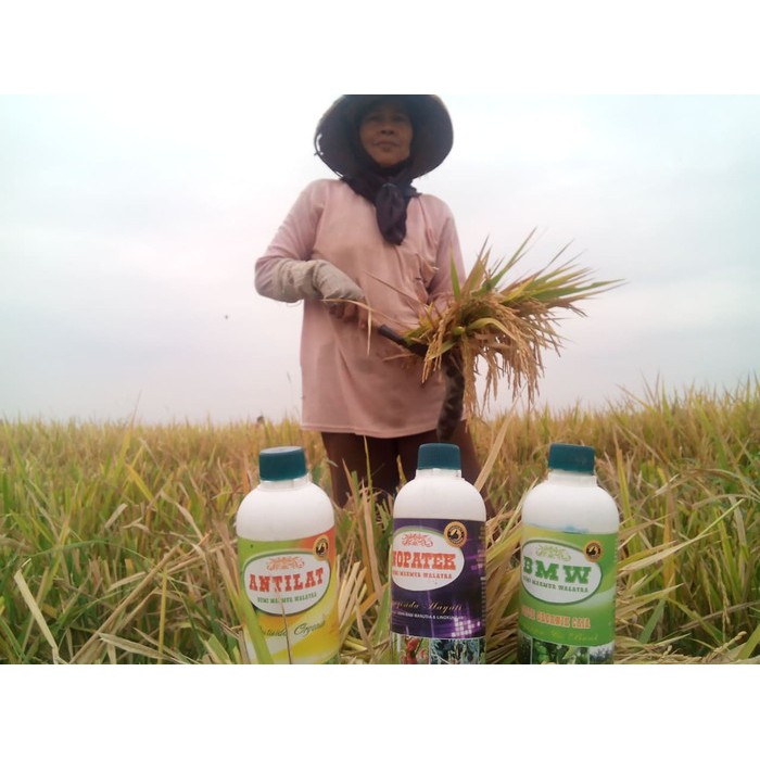 Pupuk Organik Cair POC BMW Pupuk Padi Bagus, Memperbanyak Bulir, Anakan, Panen Tinggi, dll