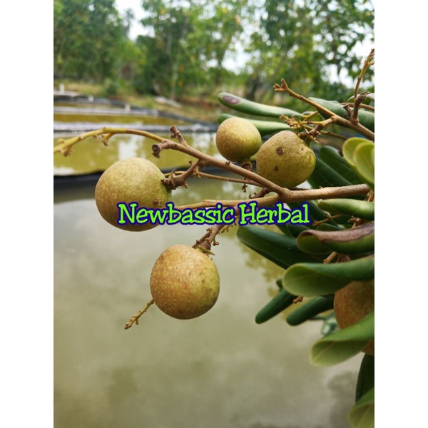 

buah kelengkeng muda fresh 500g
