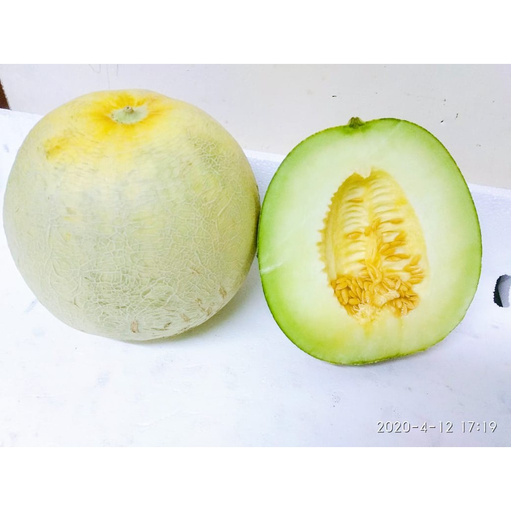 

Buah Melon Madu Asli Ngawi | Manis Segar
