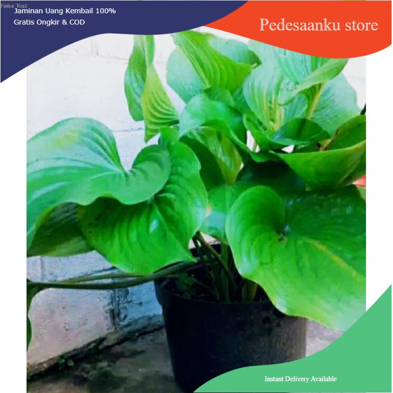Tanaman Hias Hosta plantaginea / bunga lily lokal