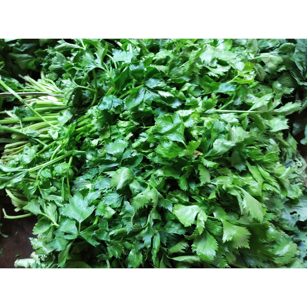 

Daun Ketumbar Sayur Segar