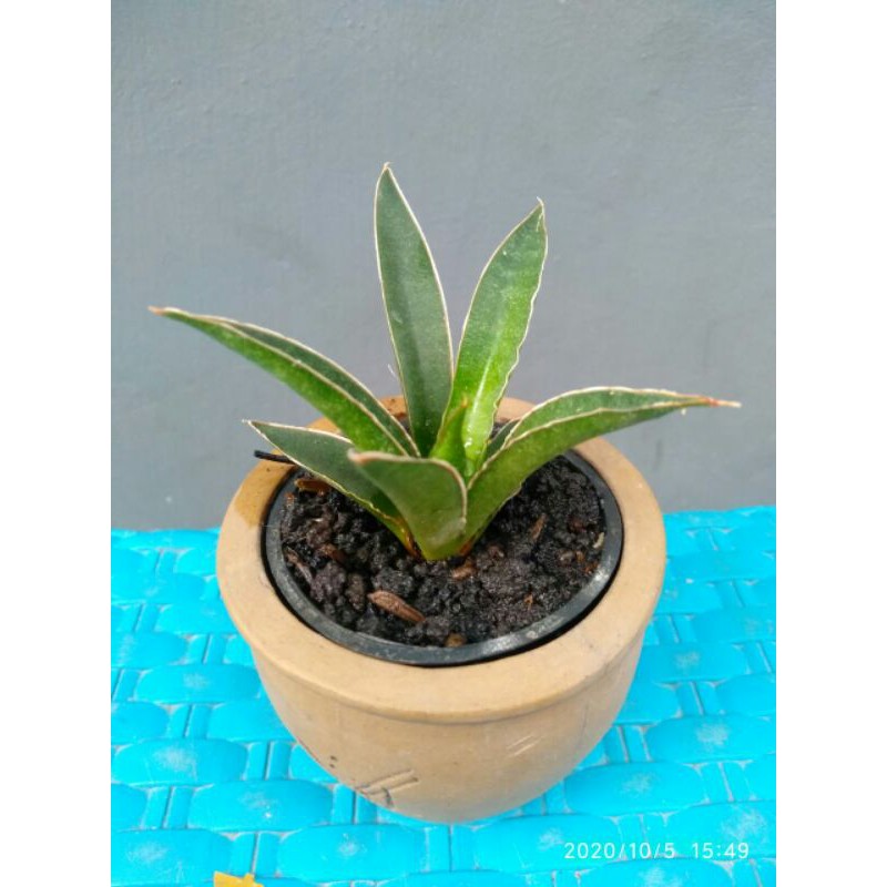 Tanaman hias mini sansevieria / sansivera hybrid "srikaton x ballyi"