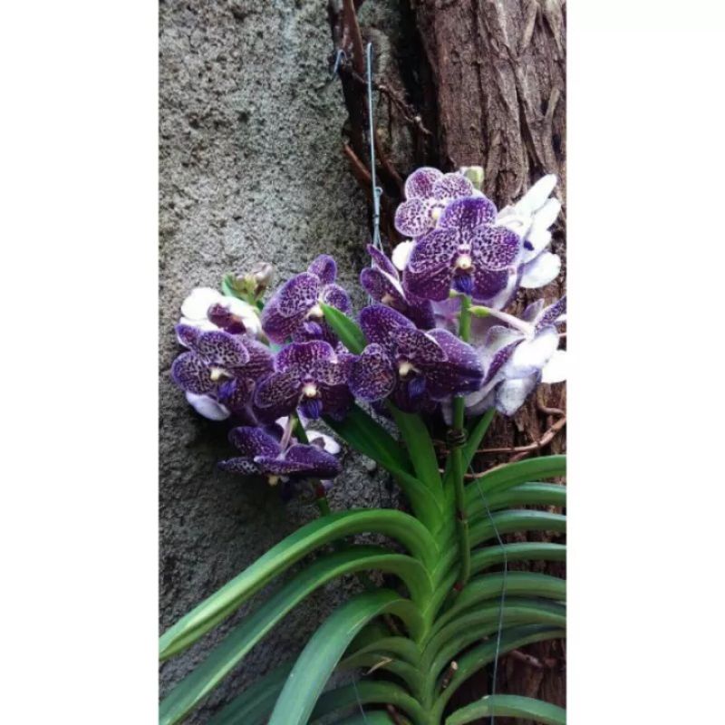 Anggrek Vanda karulea bunga ungu dewasa