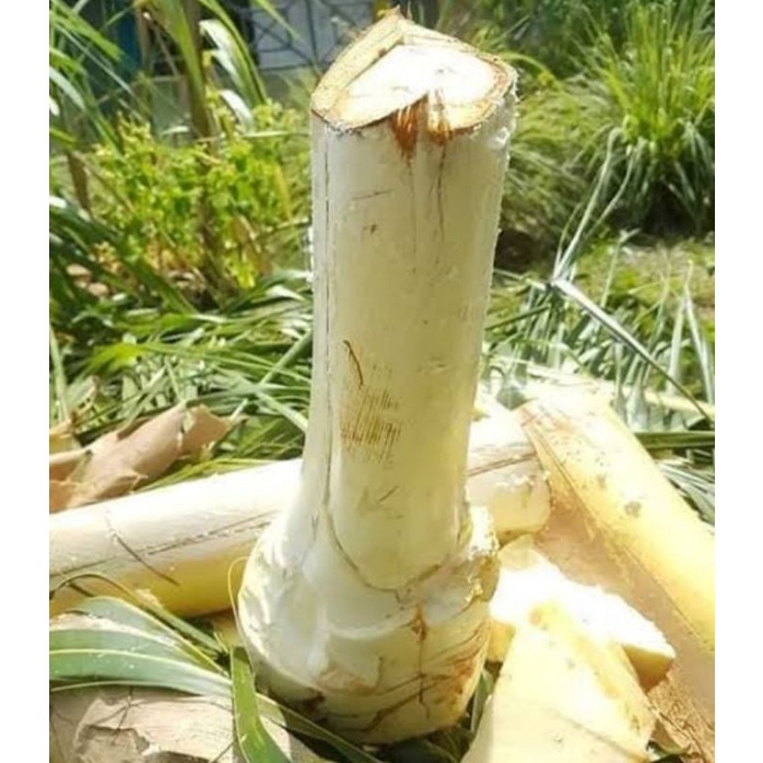 Sayur Umbut Kelapa Iris / Berat 500 Gram