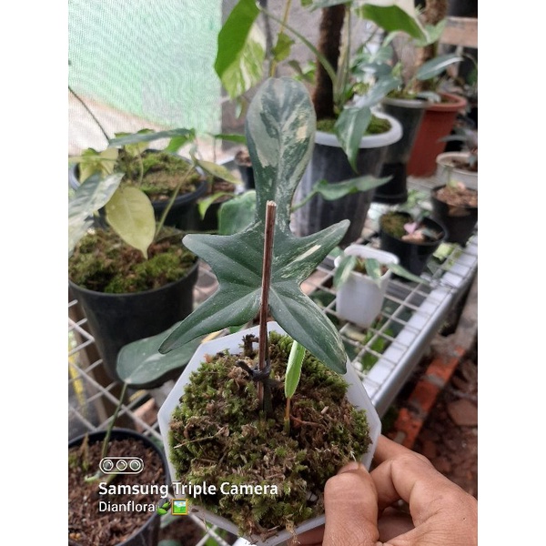 philodendron florida varigata