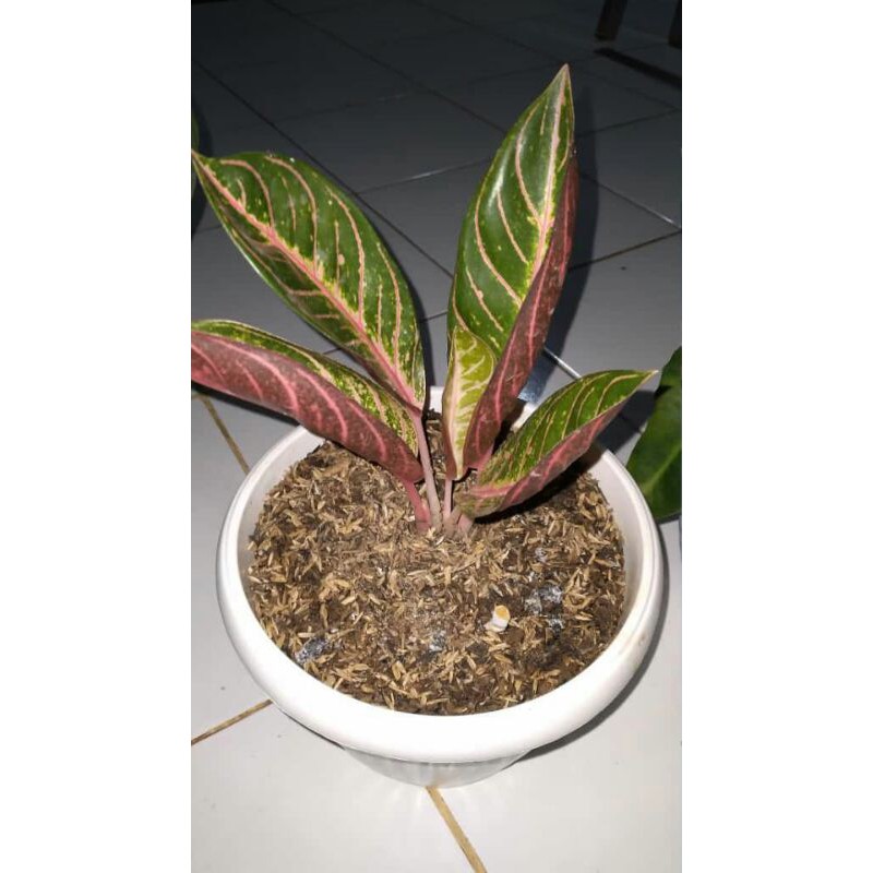 tanaman gias aglonema red sumatra-aglaonema red sumatra-pohon aglonema red sumatra-bibit aglo red su