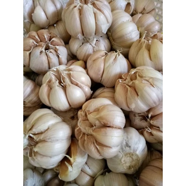 

bawang putih