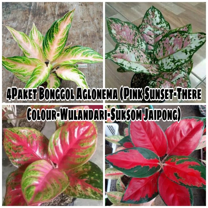 Promo Murah 4Paket Bonggol Aglonema|Paket 4Bonggolan Aglonema