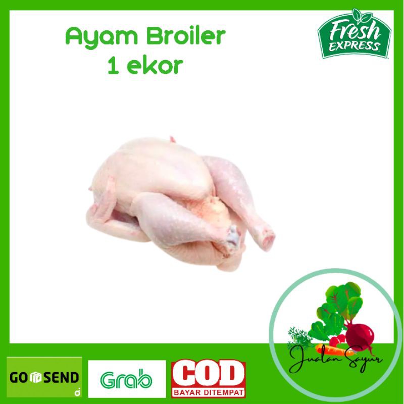 

Ayam Potong Broiler Utuh Segar Fresh Chicken Ukuran Sedang