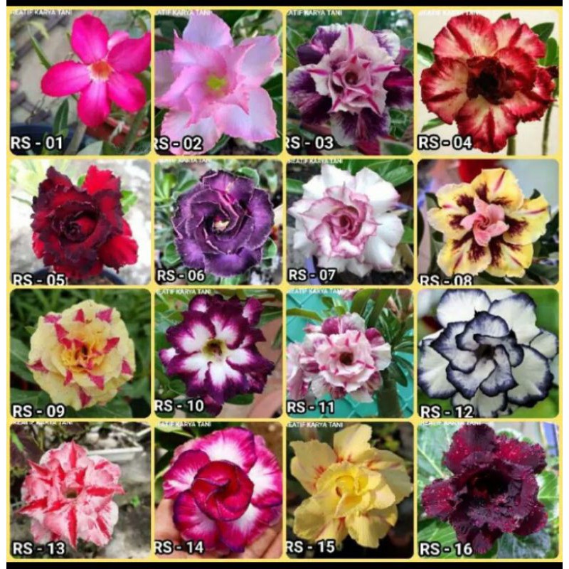 jual tanaman haiyas bibit pohon kemboja adenium 16 jenis