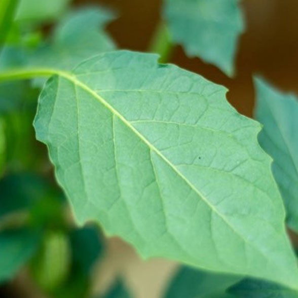 

Daun Ciplukan Fresh 500 gram | Daun Cecendet Segar 500 Gram