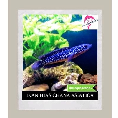 Hiasan aquarium / ikan hias chana asitica aquascape