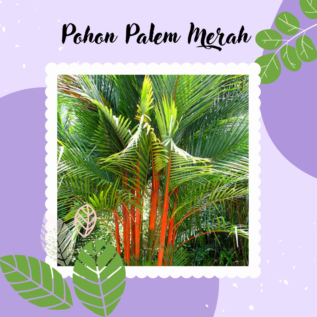 TANAMAN HIAS PALEM MERAH BIBIT PALEM MERAH MURAH