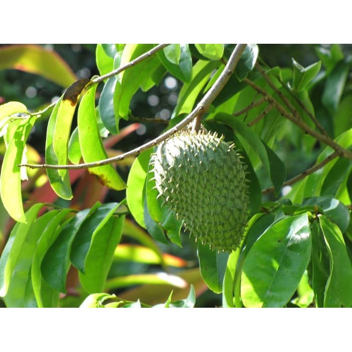 Benih Bibit Biji Buah Sirsak Belanda - Bibit Tanaman Pohon Buah Sirsak - Benih Biji Buah Sirsak -COD