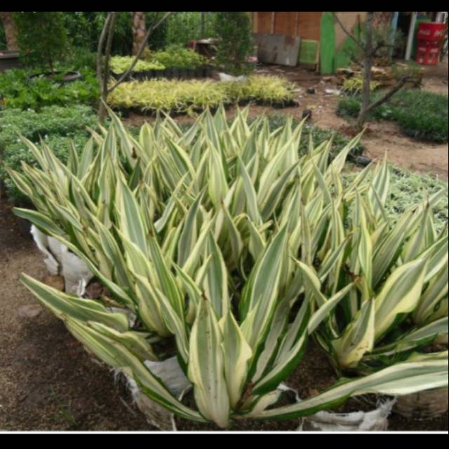 Pohon agave tanaman hias agave