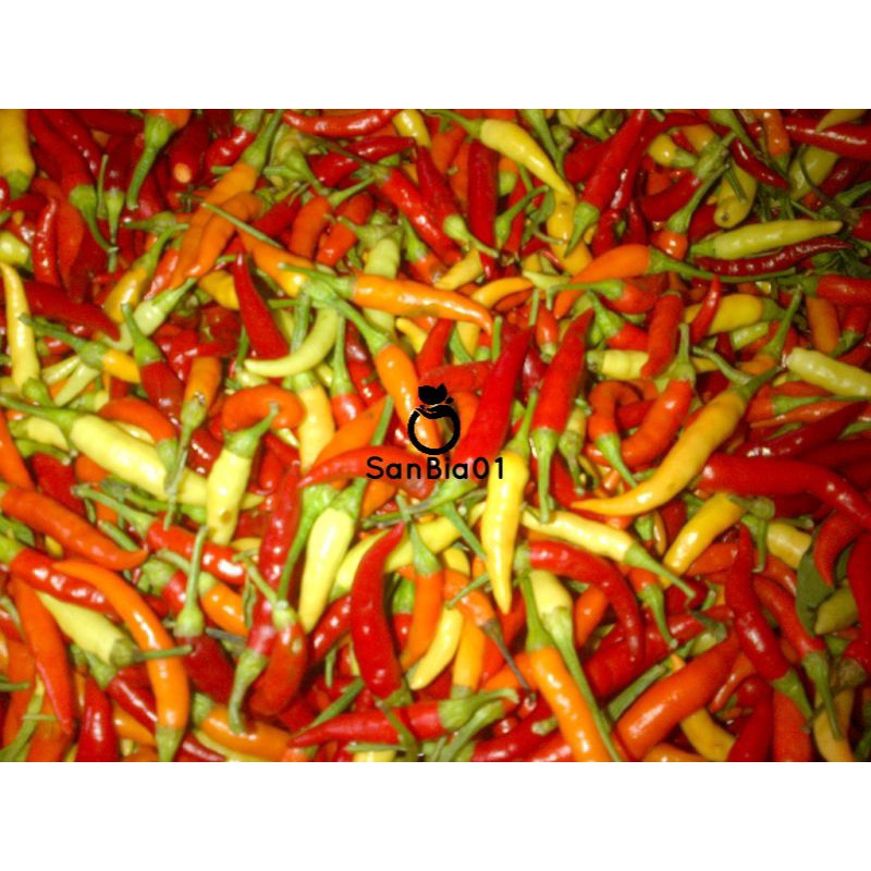 

Sayur Segar Cabe Cabai Rawit