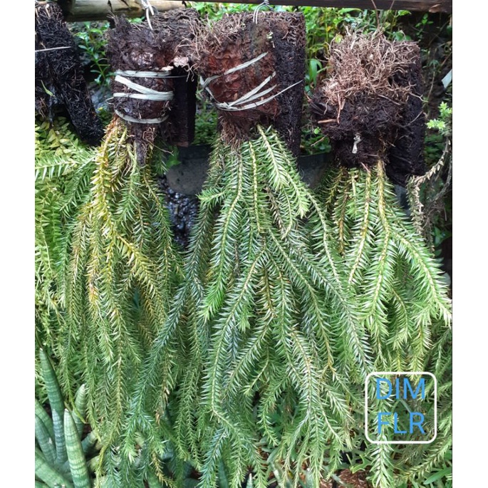 TANAMAN HIAS KADAKA KUMPAY