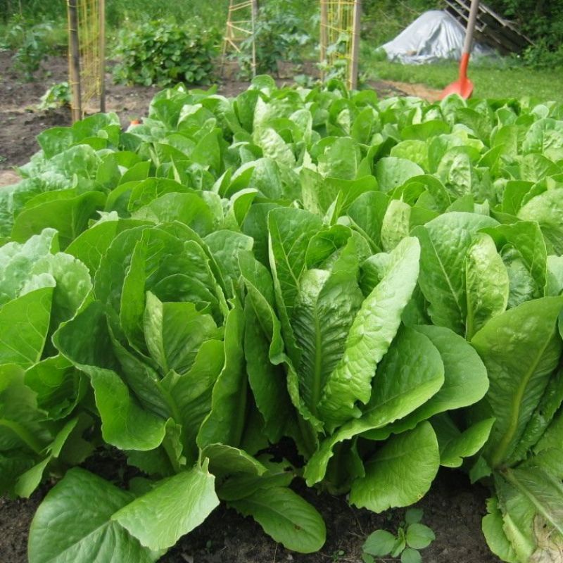 Bibit Selada Green Romaine Hibrida - Benih Sayuran