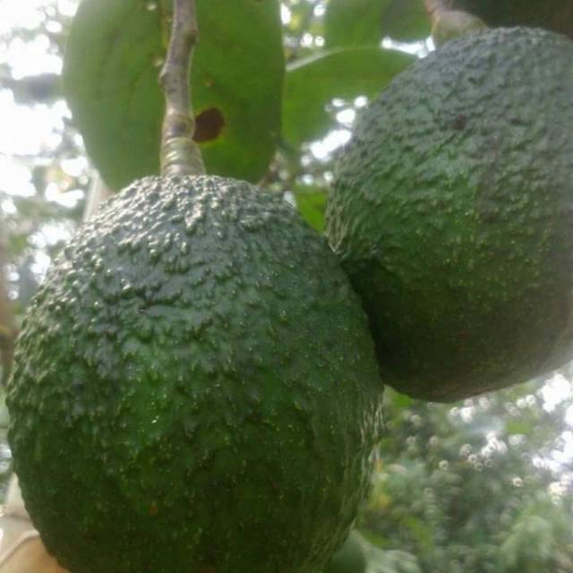 Bibit alpukat hass(australia)