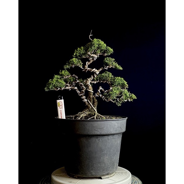 Bonsai cemara sargenti jadi siap pajang