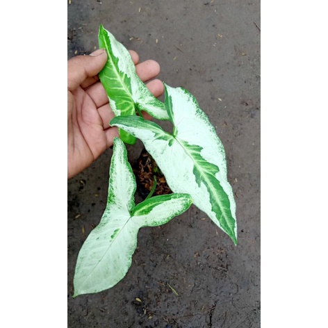 Syngonium Tree King / Syngonium Varigata Magic Marble