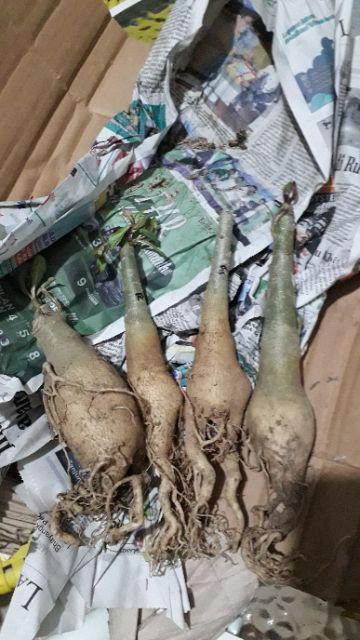 Paket 4 Batang Bibit Bunga Kamboja Jepang Adenium Triple Warna Terbaru 2019 Bonggol Besar