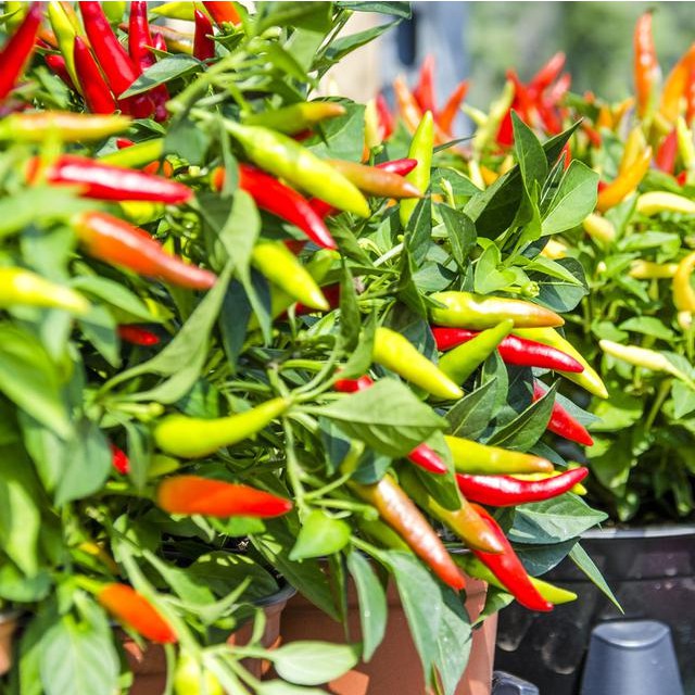 paket super hemat harga seribuan biji benih sayur selada paprika tomat bayam dll-cabe rawit 20