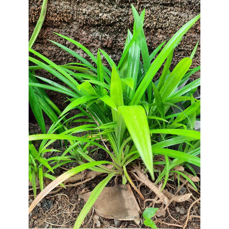 

Daun Pandan Wangi Murah Kebun Sendiri