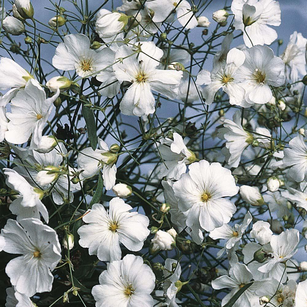 PlantaSeed - 20 Seeds - Gypsophila Benih Bibit Biji Bunga - PAS0200