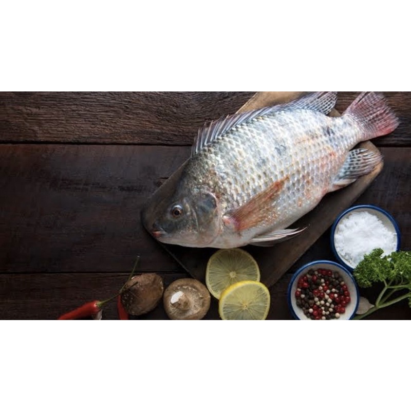 

Makanan segar ikan mujair nila tawar