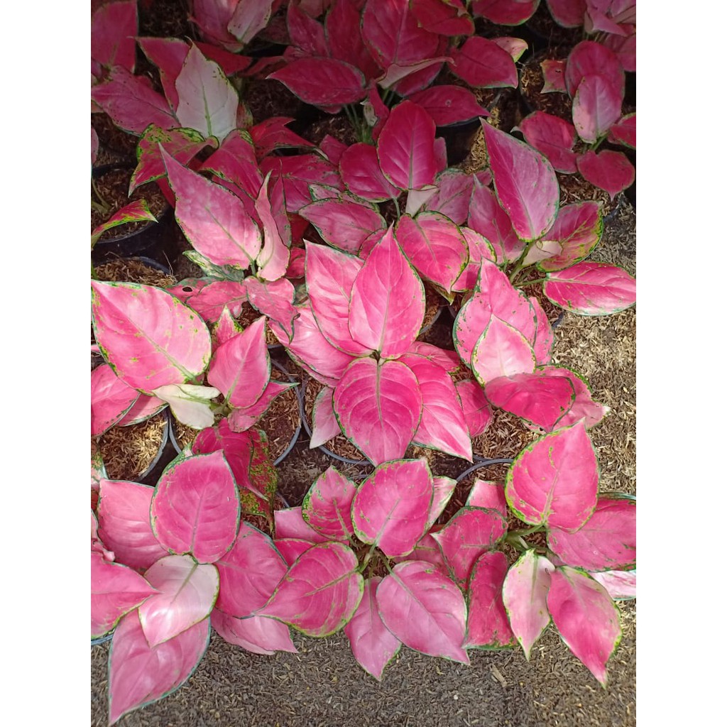 PINK ANJAMANI ANAKAN Tanaman Hias Aglaonema Aglonema PINK ANJAMANI ANAKAN Tanaman Hias Aglaonema Aglonema