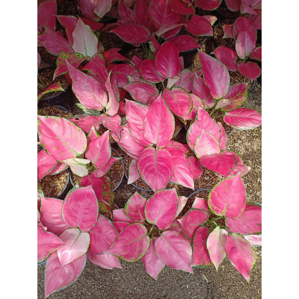  PINK  ANJAMANI ANAKAN Tanaman Hias Aglaonema  Aglonema 