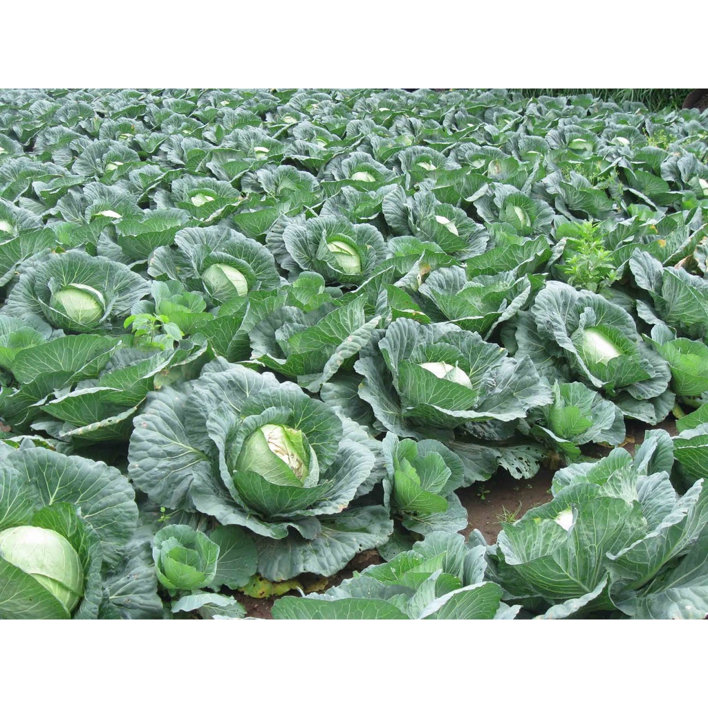 [BENIH UNGGUL] Benih Kol Kubis dataran rendah Bibit Tanaman Sayur Sayuran Hidroponik & Tanah-3