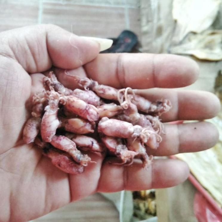 

New BABY CUMI ASIN KERING 1 kg