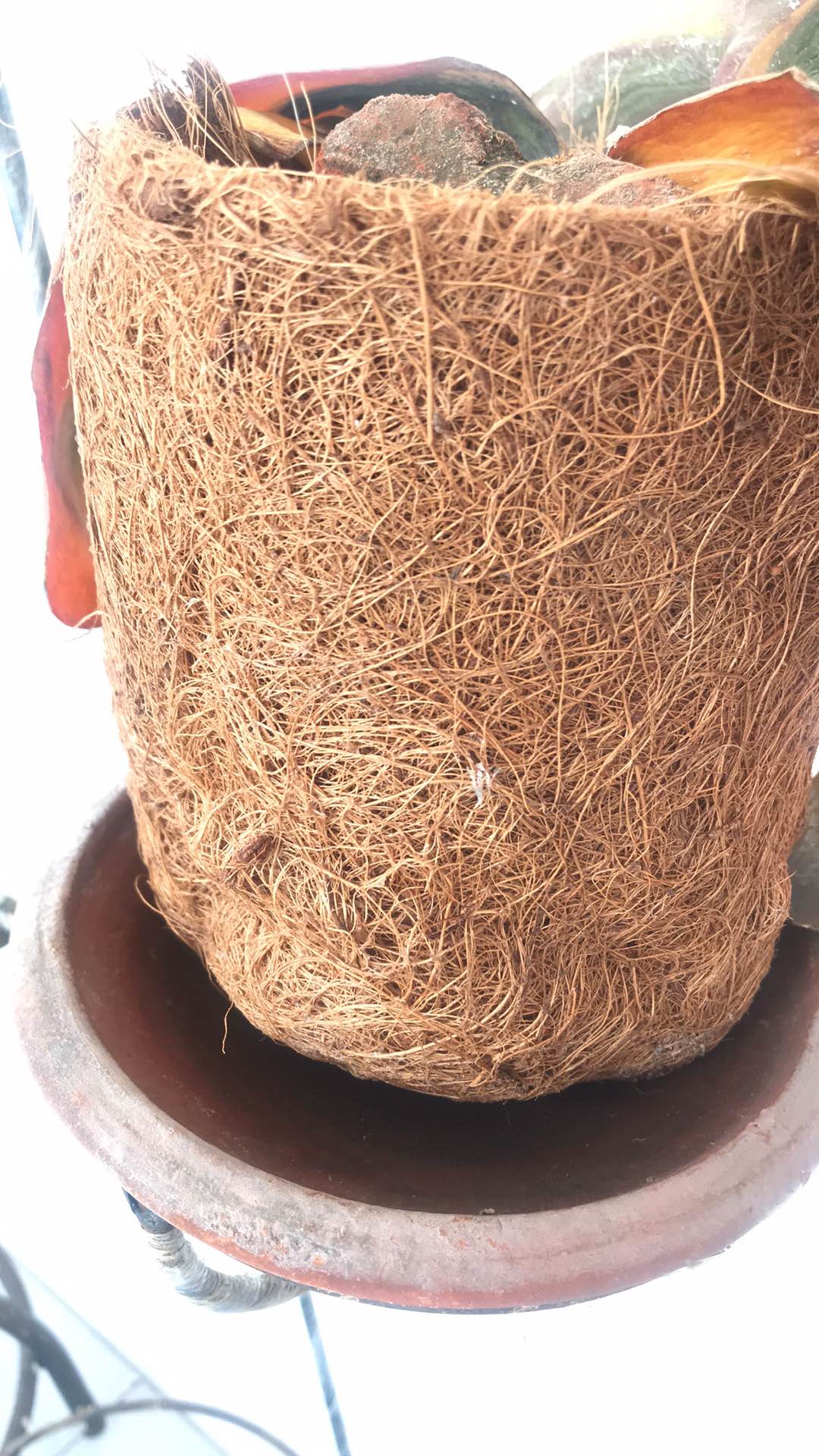 Promo Pot Anggrek Sabut Kelapa Unik Lucu Jual Promo