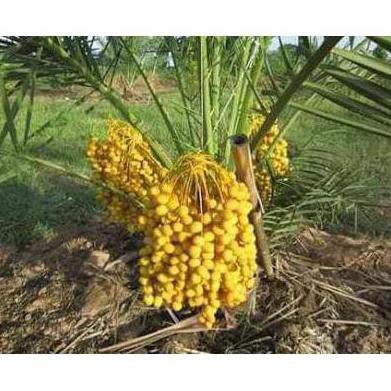 H1O Bibit Tanaman Buah Kurma Thailand Sh0P R%