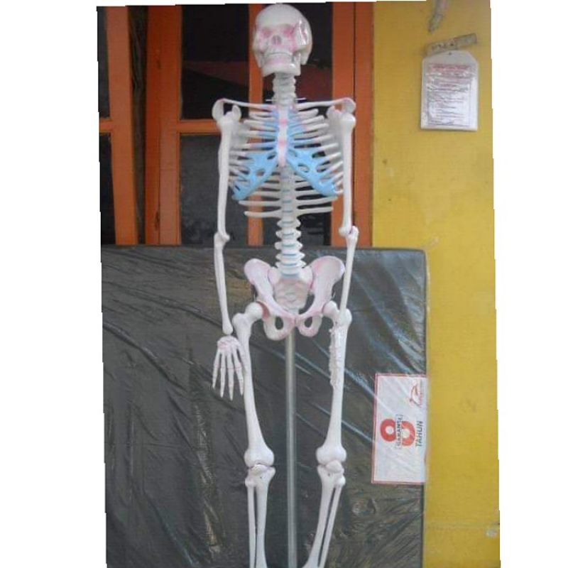 

Kerangka Manusia