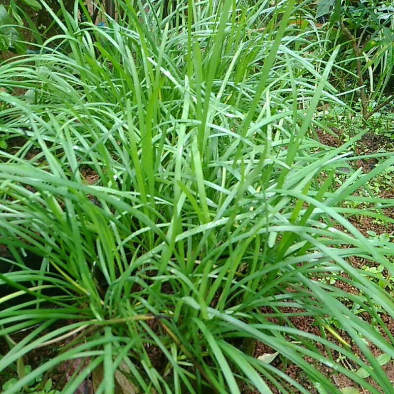 Bibit daun bawang ganda, Bawang jepang per bibit