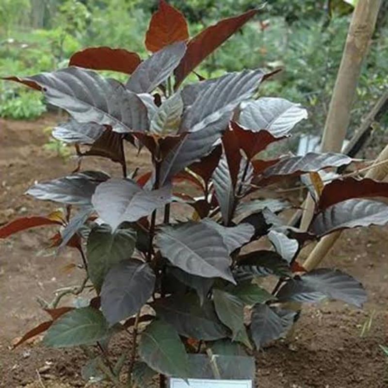 Bibit tanaman herbal daun ungu