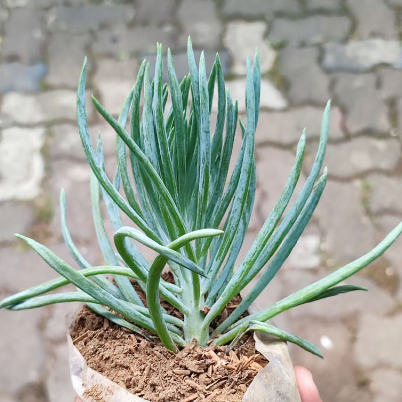 Sukulen senecio vitalis daun bawang unik