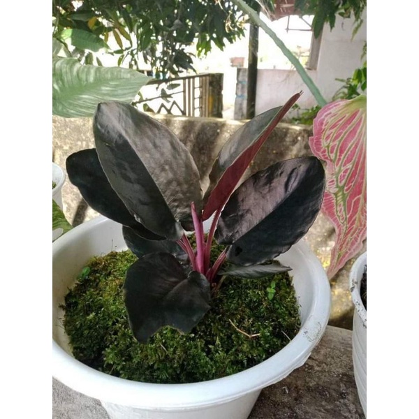 schismatoglottis black metalica