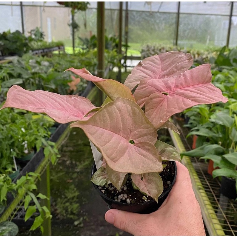 Singonium Neon Robusta Tanaman Hias Singonium Neon Robusta Merah Cantik