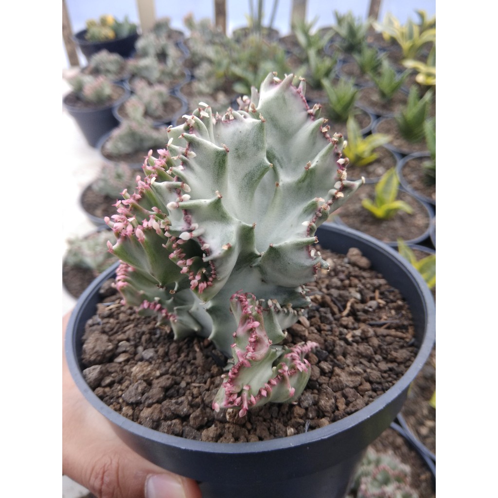 TANAMAN HIAS EUPHORBIA LACTEA CRISTATA WHITE