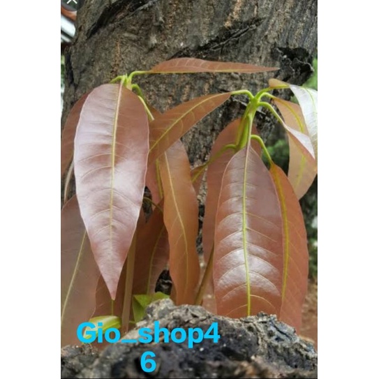

Lalapan daun pucuk pakel/Limus 500gram
