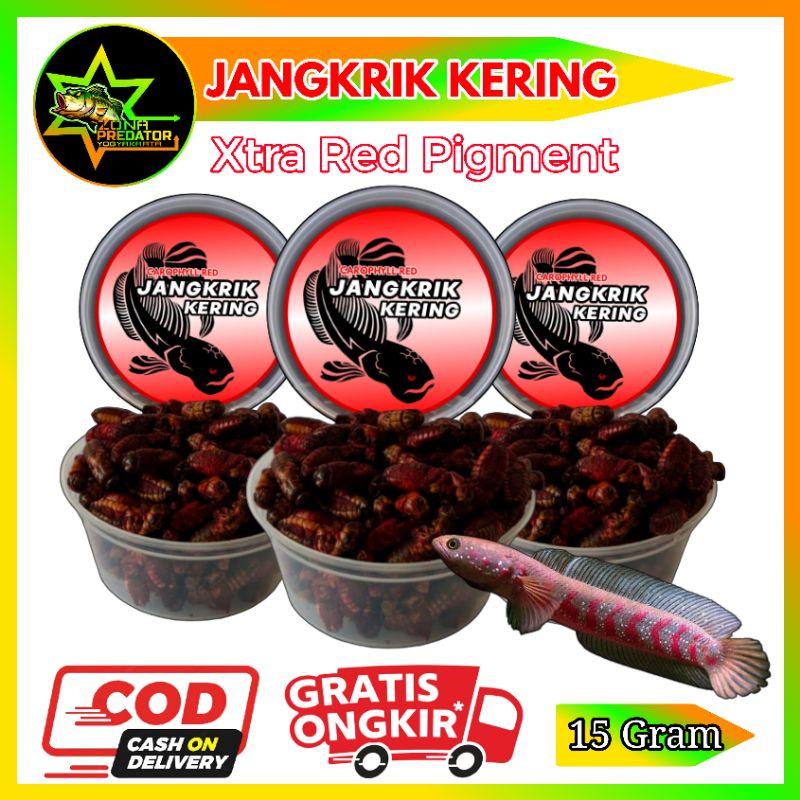 Jangkrik Kering Red Pakan Arwana Louhan Channa 15 Gram